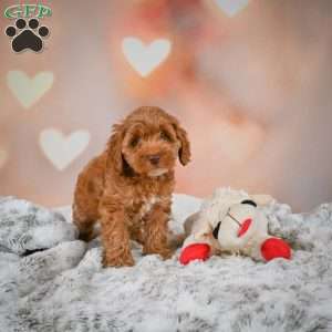 Melania, Cockapoo Puppy