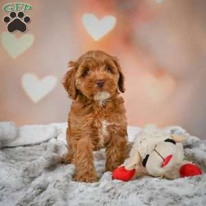 Melania, Cockapoo Puppy