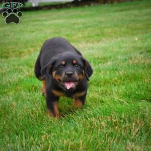Sadie, Rottweiler Puppy