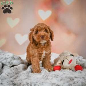 Melania, Cockapoo Puppy