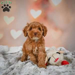 Melania, Cockapoo Puppy