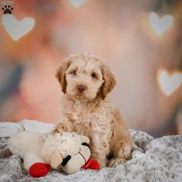 Vance, Cockapoo Puppy