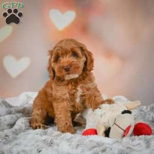 Melania, Cockapoo Puppy