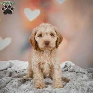 Vance, Cockapoo Puppy