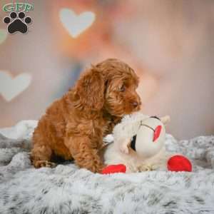 Melania, Cockapoo Puppy