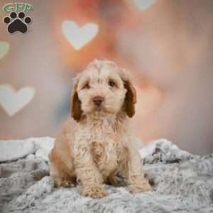 Vance, Cockapoo Puppy