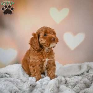 Melania, Cockapoo Puppy