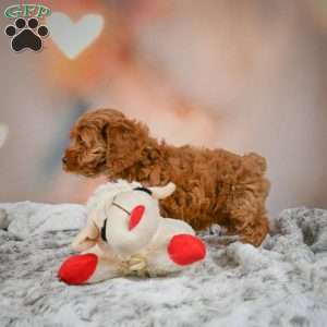 Melania, Cockapoo Puppy