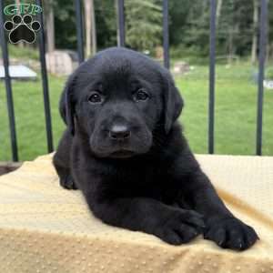 Bee, Black Labrador Retriever Puppy