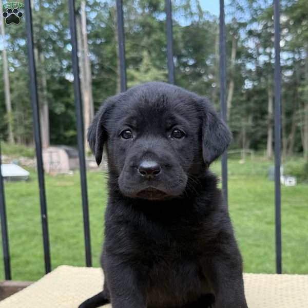 Bee, Black Labrador Retriever Puppy