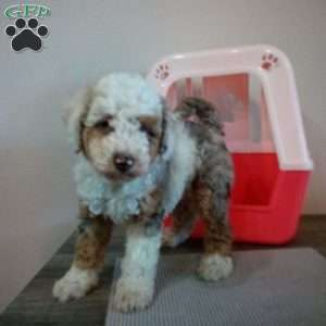 Lucy, Miniature Poodle Puppy