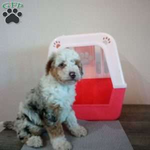 Lucy, Miniature Poodle Puppy