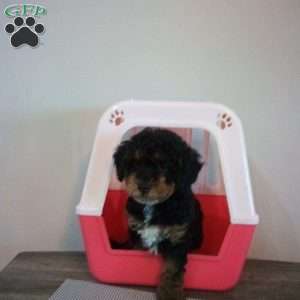 Smokey, Miniature Poodle Puppy