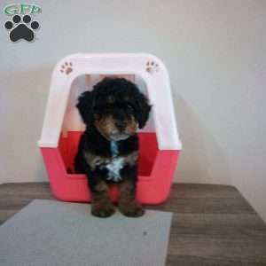 Smokey, Miniature Poodle Puppy