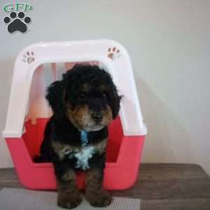 Smokey, Miniature Poodle Puppy