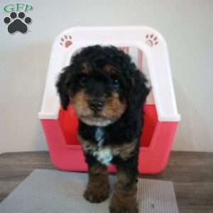 Smokey, Miniature Poodle Puppy