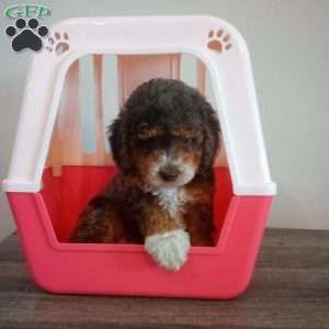 Buddy, Miniature Poodle Puppy