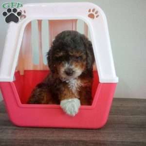 Buddy, Miniature Poodle Puppy
