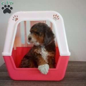 Buddy, Miniature Poodle Puppy