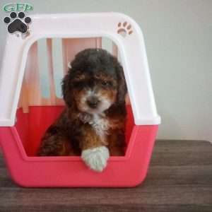 Buddy, Miniature Poodle Puppy