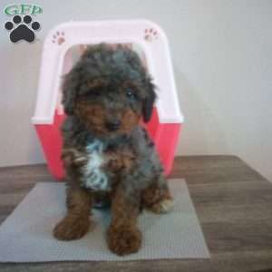 Rocky, Miniature Poodle Puppy