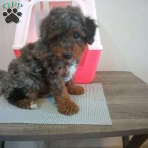 Rocky, Miniature Poodle Puppy