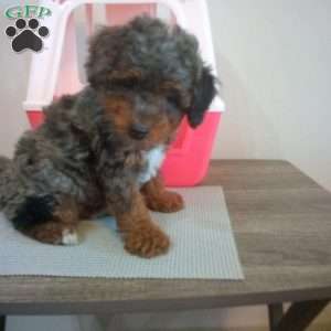 Rocky, Miniature Poodle Puppy