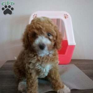 Crimson, Miniature Poodle Puppy