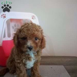 Autumn, Miniature Poodle Puppy