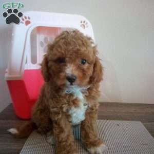 Autumn, Miniature Poodle Puppy