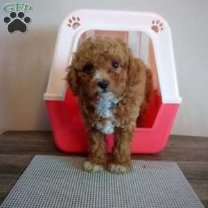 Autumn, Miniature Poodle Puppy