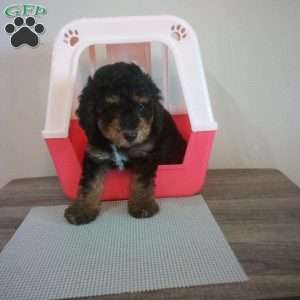 Shadow, Miniature Poodle Puppy