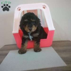 Shadow, Miniature Poodle Puppy