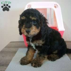 Shadow, Miniature Poodle Puppy