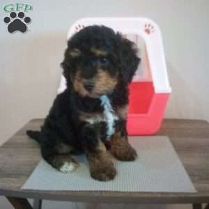 Shadow, Miniature Poodle Puppy