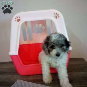 Twilight, Miniature Poodle Puppy