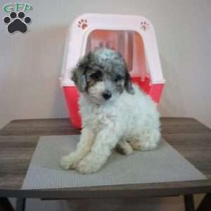 Twilight, Miniature Poodle Puppy