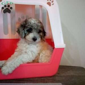 Twilight, Miniature Poodle Puppy