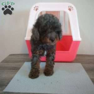 Mystery, Miniature Poodle Puppy