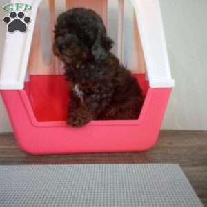 Mystery, Miniature Poodle Puppy