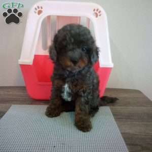 Mystery, Miniature Poodle Puppy