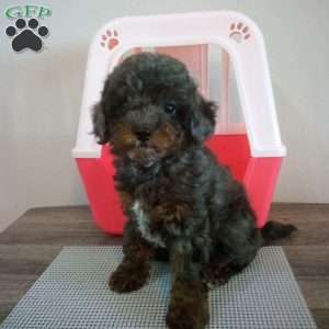 Mystery, Miniature Poodle Puppy