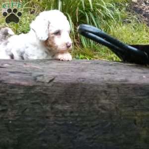 Lucy, Miniature Poodle Puppy