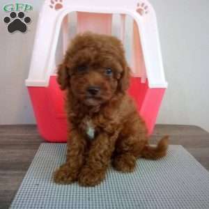 Winston, Miniature Poodle Puppy