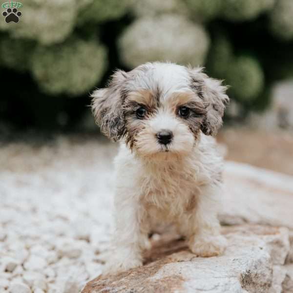 Lila, Cavapoo Puppy