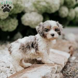 Lila, Cavapoo Puppy