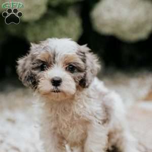 Lila, Cavapoo Puppy