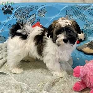 Jesse, Havanese Puppy