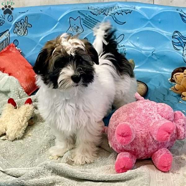 Jesse, Havanese Puppy