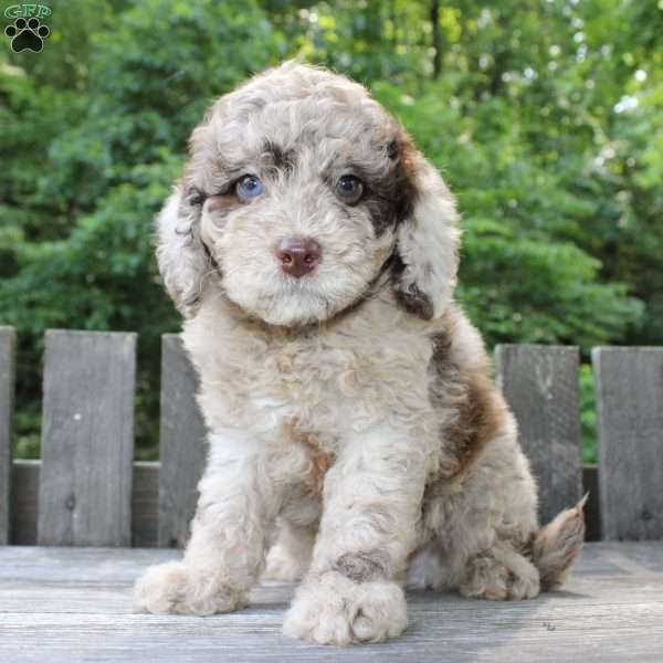 Karl, Mini Goldendoodle Puppy